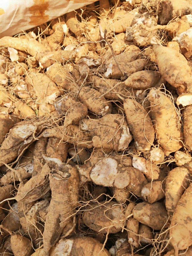玄参芽优质改良玄参芽子玄参芽子大量供应