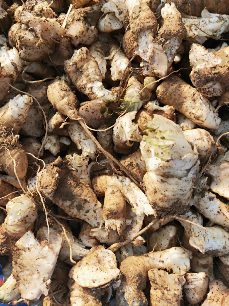 玄参芽优质改良玄参芽子玄参芽子大量供应