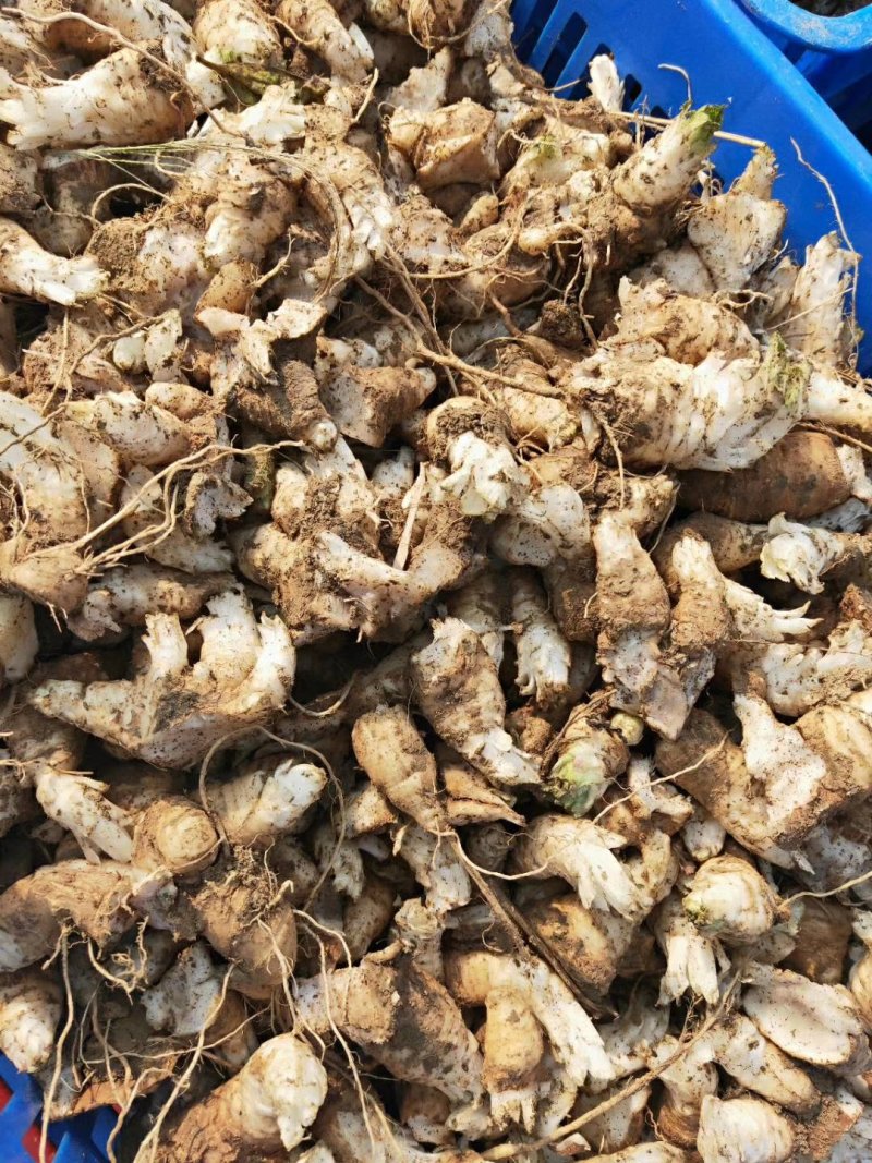 玄参芽优质改良玄参芽子玄参芽子大量供应