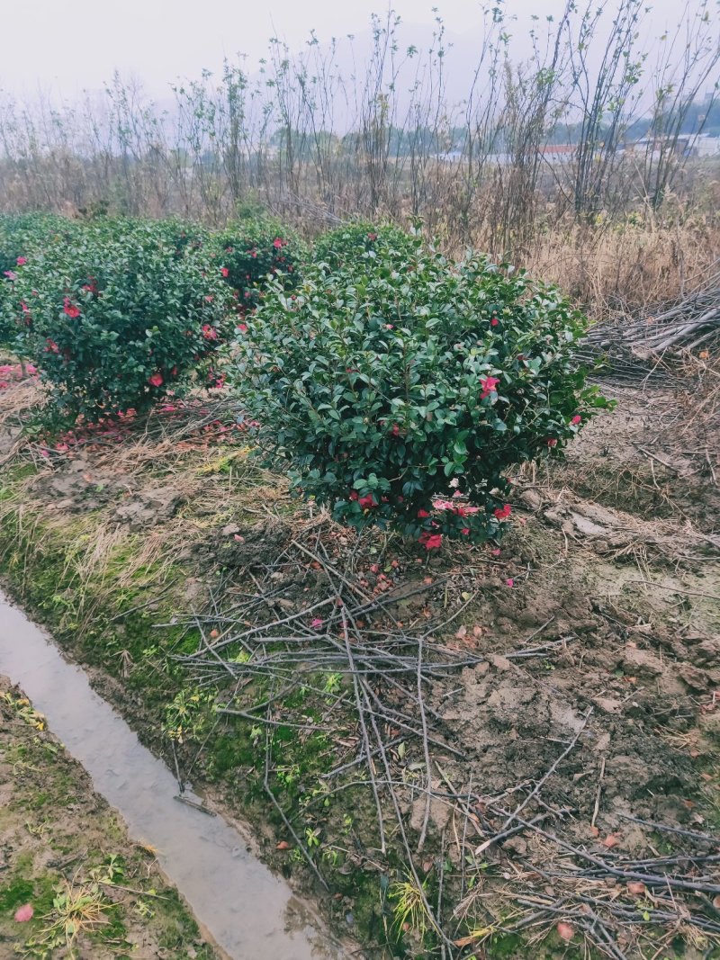 茶梅球