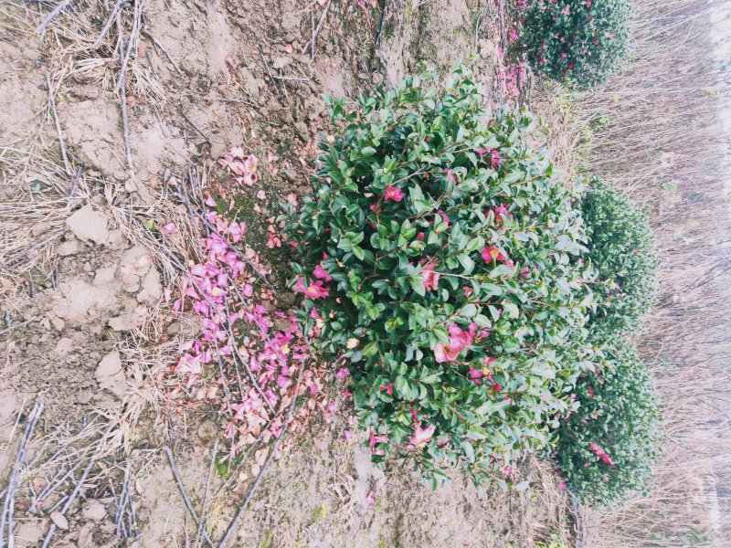 茶梅球
