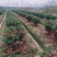 茶梅球