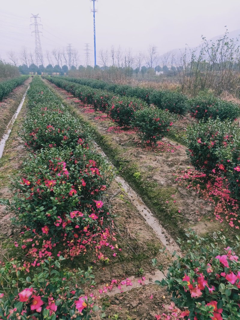 茶梅球