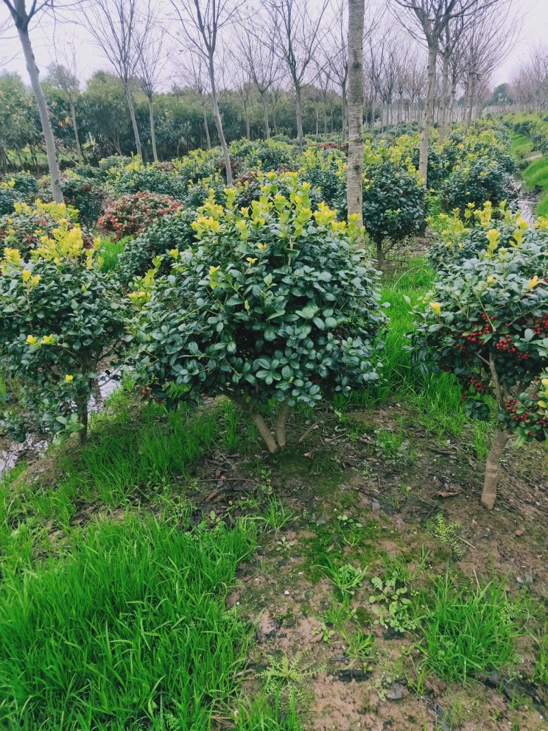 无刺构骨球