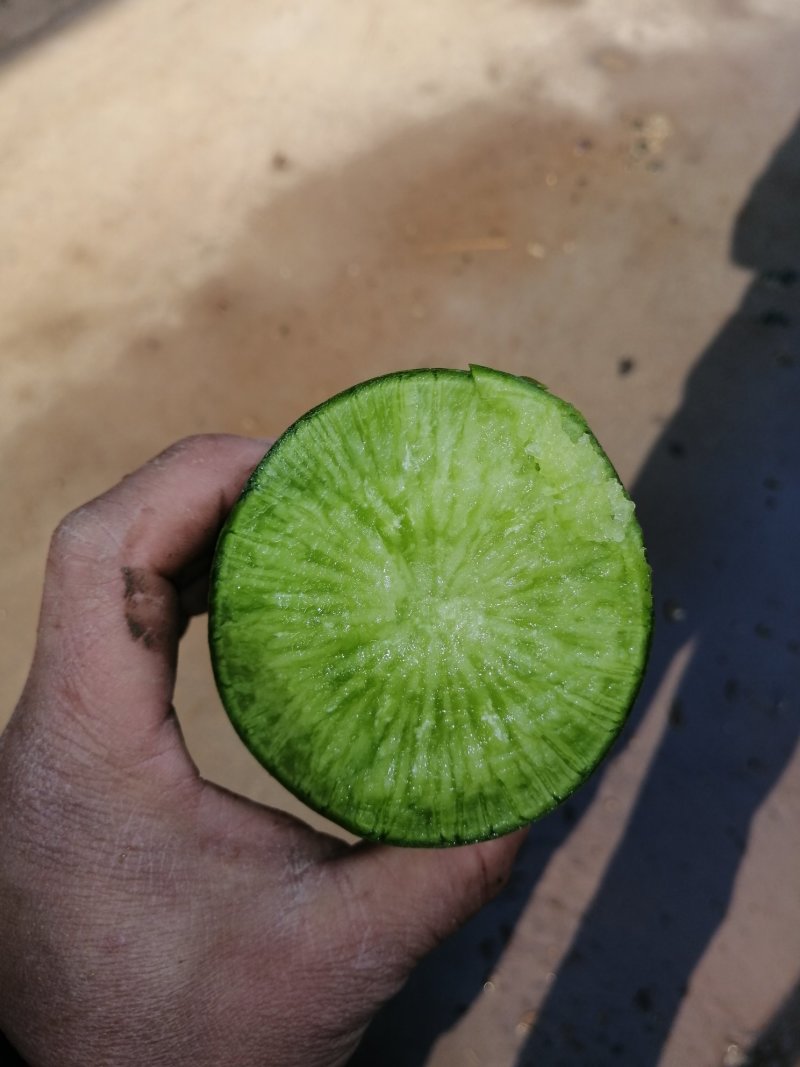 水果萝卜，山东肥城，青萝卜，袋装，箱装货源充足
