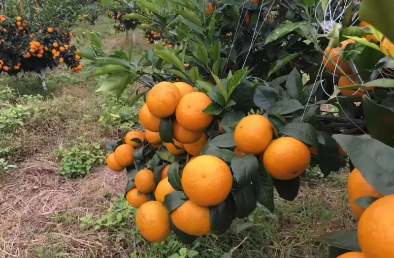 自己果园沃柑大量上市比蜜还甜哦支持一件代发