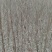 河南万亩毛桃苗基地，大量出售0.8到2公分，高一米到两米