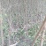 河南万亩毛桃苗基地，大量出售0.8到2公分，高一米到两米