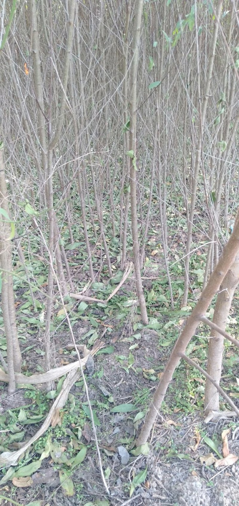 河南万亩毛桃苗基地，大量出售0.8到2公分，高一米到两米