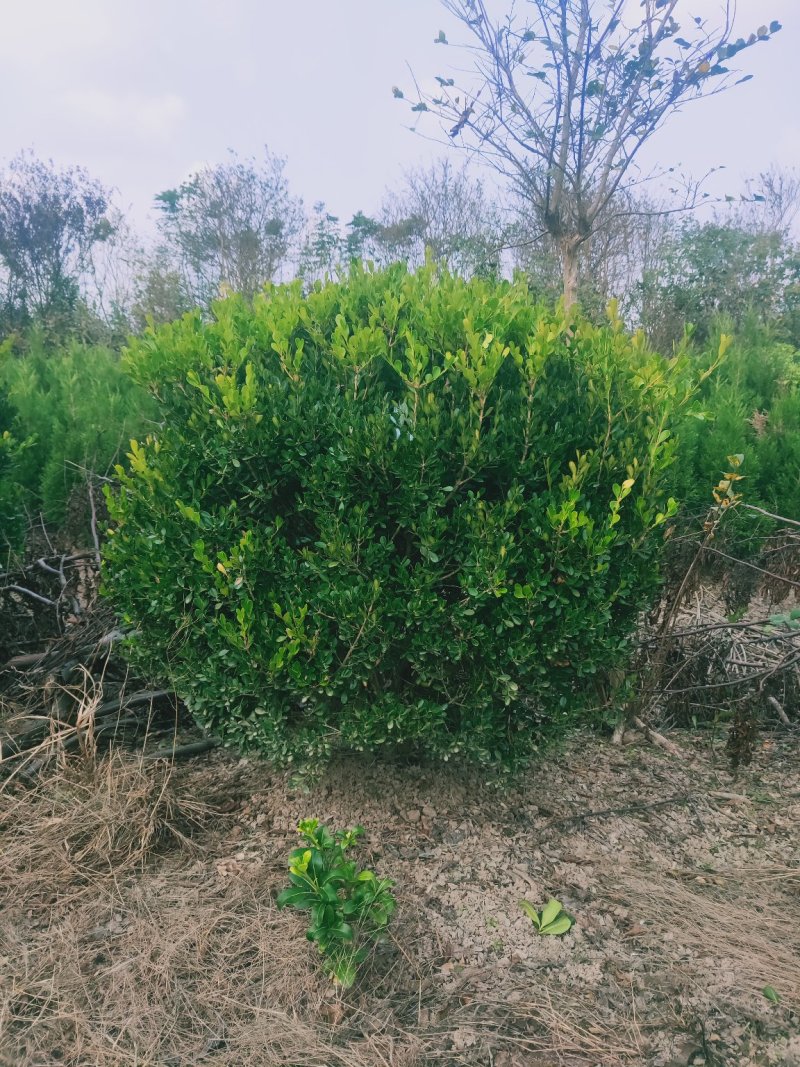 瓜子黄杨球