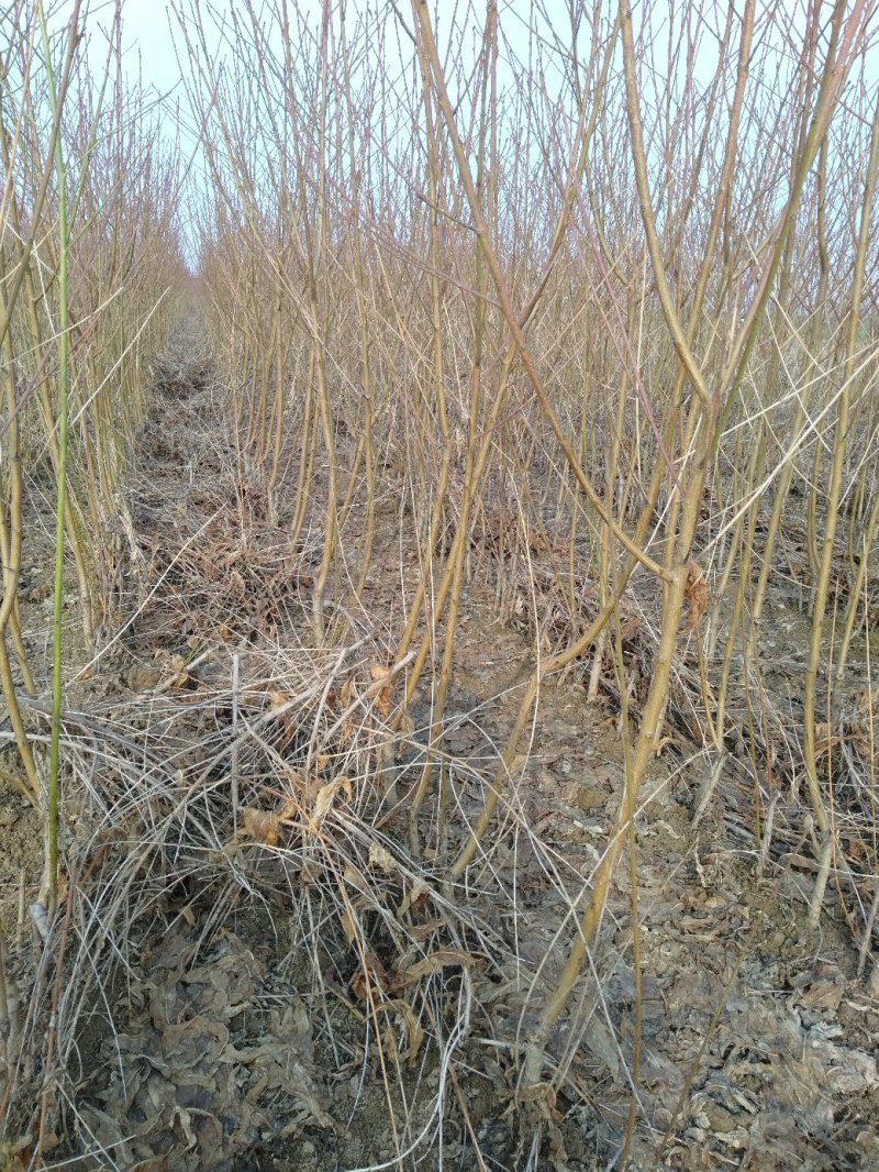 河南万亩毛桃苗基地，大量出售0.8到2公分，高一米到两米