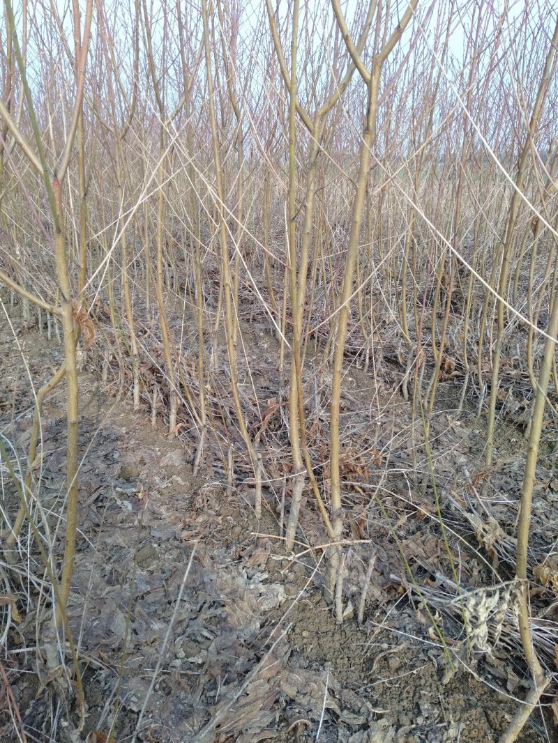 河南万亩毛桃苗基地，大量出售0.8到2公分，高一米到两米