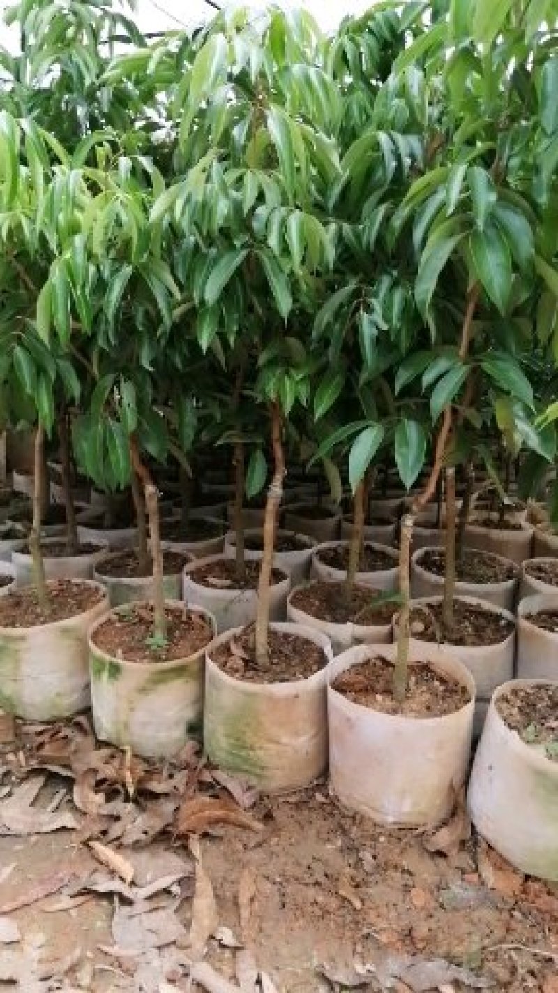 荔枝树苗无核荔枝苗桂味荔枝苗妃子笑荔枝苗仙进奉荔枝苗