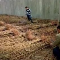 河南万亩毛桃苗基地，大量出售0.8到2公分，高一米到两米