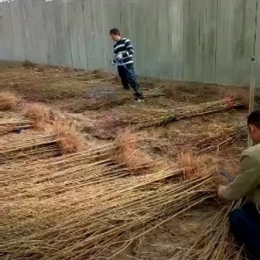 河南万亩毛桃苗基地，大量出售0.8到2公分，高一米到两米