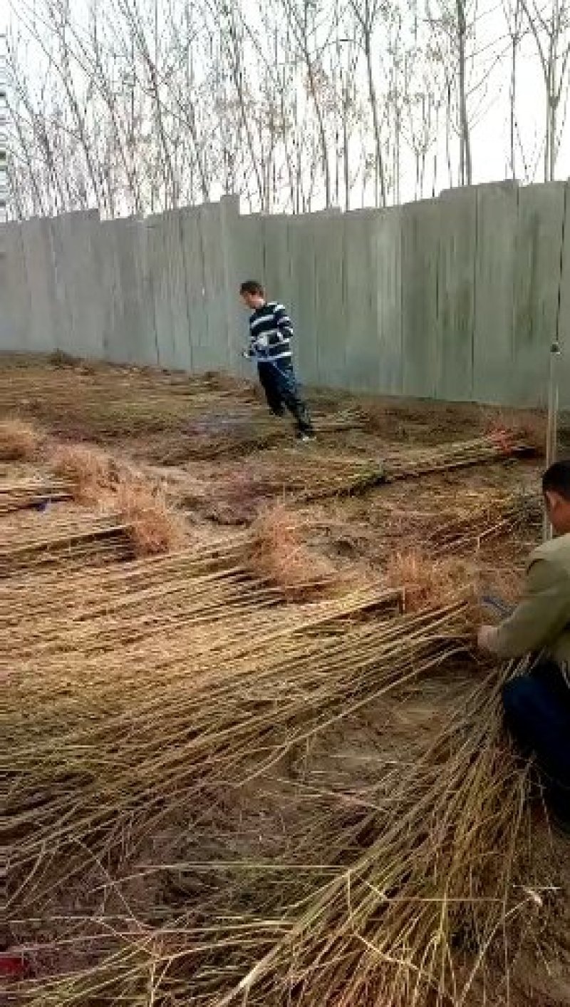 河南万亩毛桃苗基地，大量出售0.8到2公分，高一米到两米