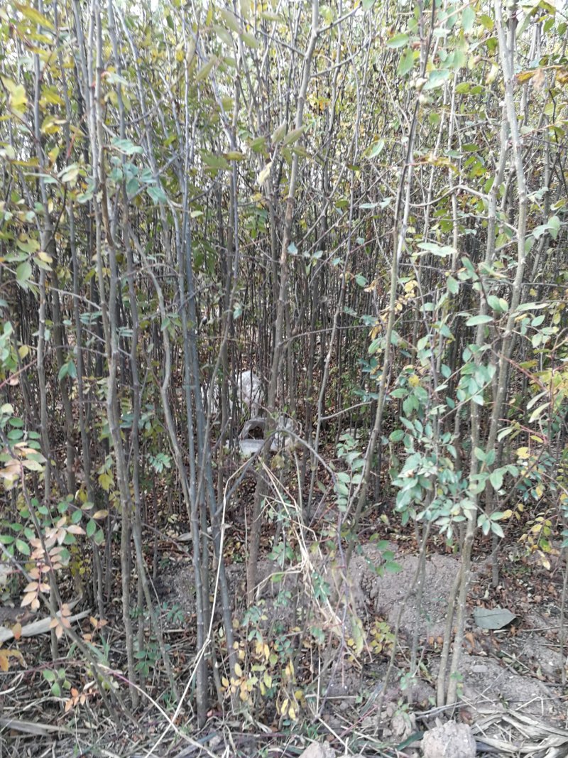 花椒苗大红袍花椒苗，当年苗混苗，量大优惠