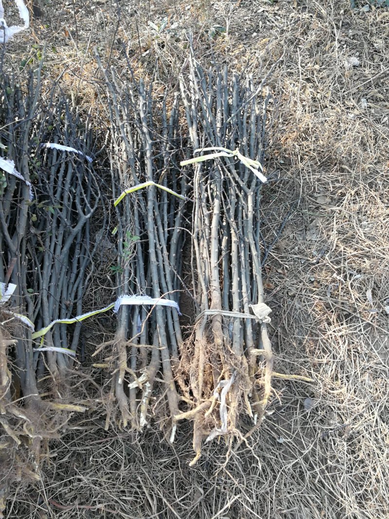花椒苗大红袍花椒苗，当年苗混苗，量大优惠