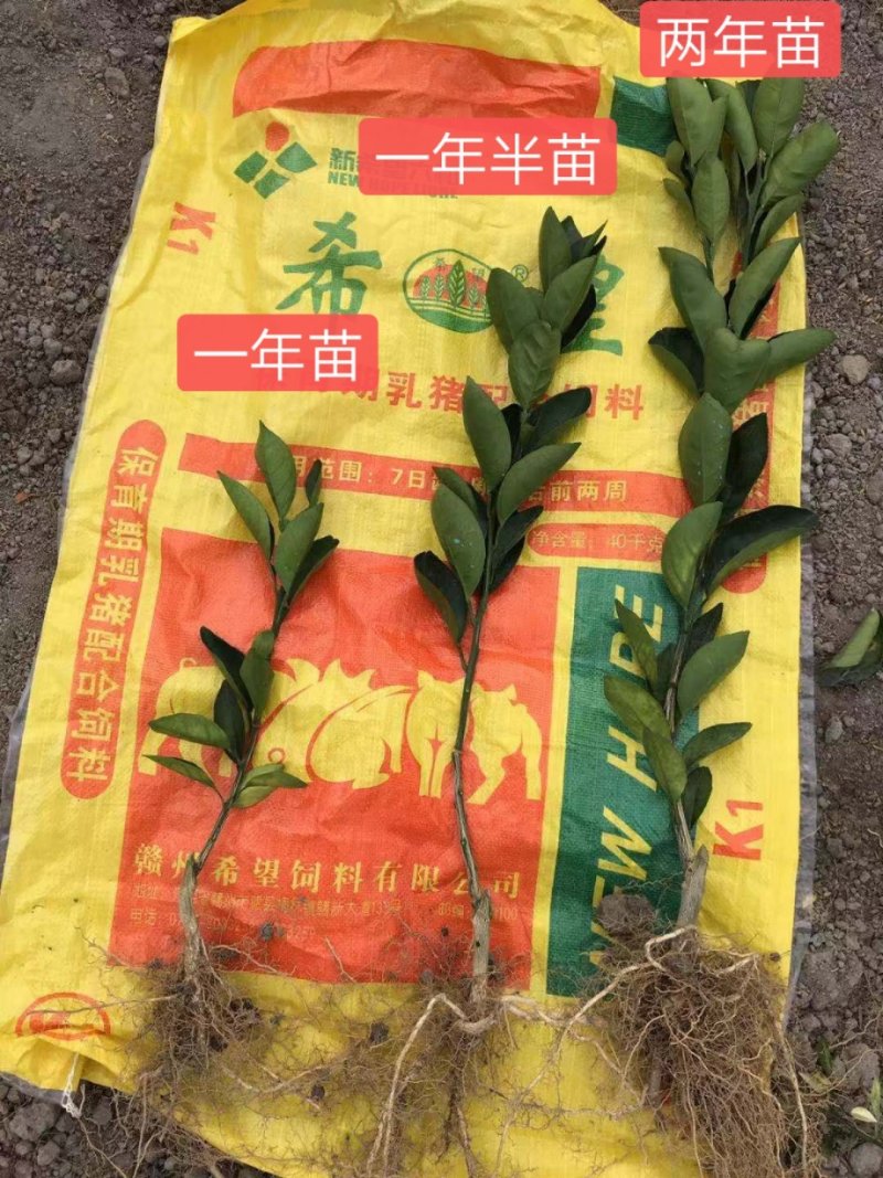 江西赣州赣南脐橙苗纽荷尔脐橙苗卡拉卡拉红肉脐橙苗