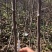 苹果苗，秦脆，红思尼克，众成1-3号，水红秦冠烟富十秦阳