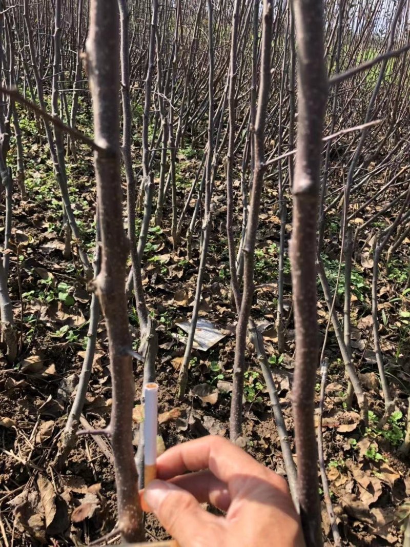 苹果苗，秦脆，红思尼克，众成1-3号，水红秦冠烟富十秦阳