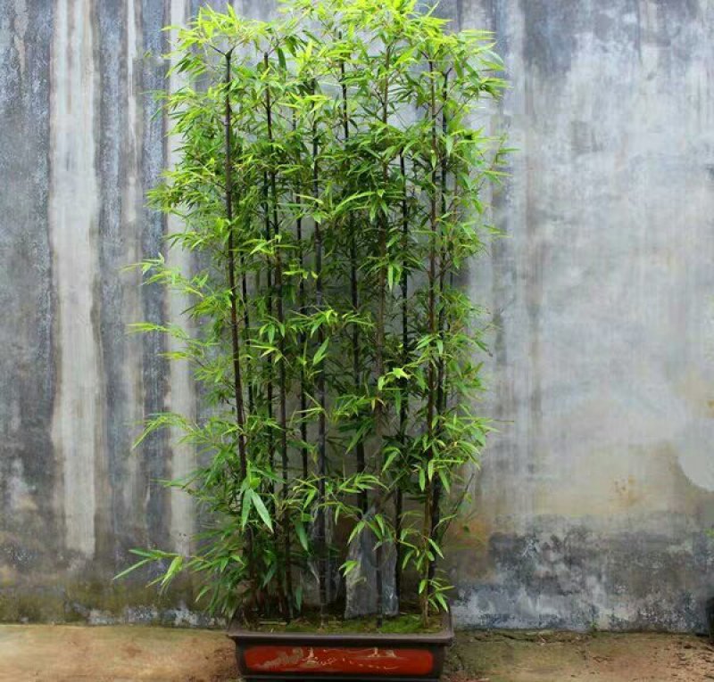 紫竹紫竹苗竹子苗风景墙装饰庭院绿化竹子箬竹金镶玉竹青竹苗