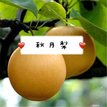 秋月梨树苗品种纯正，保湿发货死苗补发