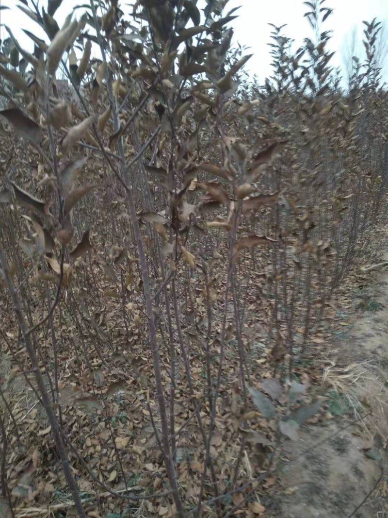 比烟富八还好的苹果～众成1号全红苹果苗，2年生挂小树帽苗