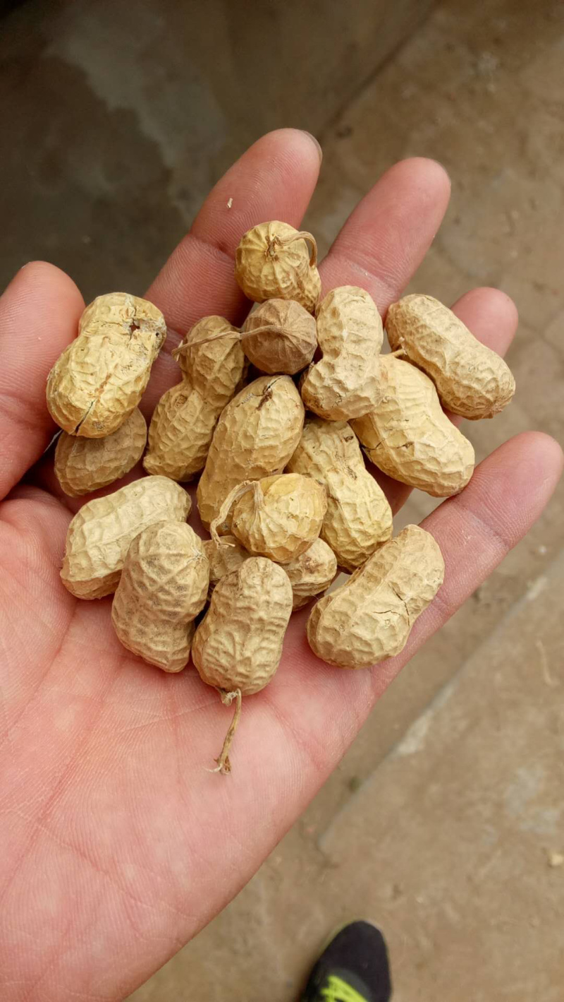 白沙系列花生米精选八个筛