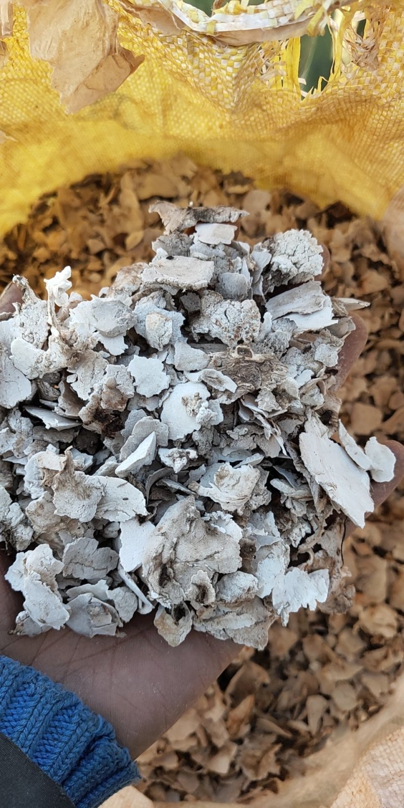 茯苓2皮