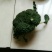 西兰花，散花菜