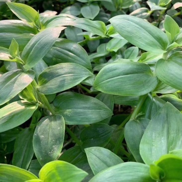 新鲜石斛苗特色菜精品菜石斛菜西餐凉拌盘饰食材基地批发配送