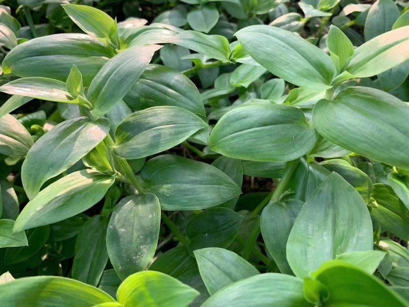 新鲜石斛苗特色菜精品菜石斛菜西餐凉拌盘饰食材基地批发配送