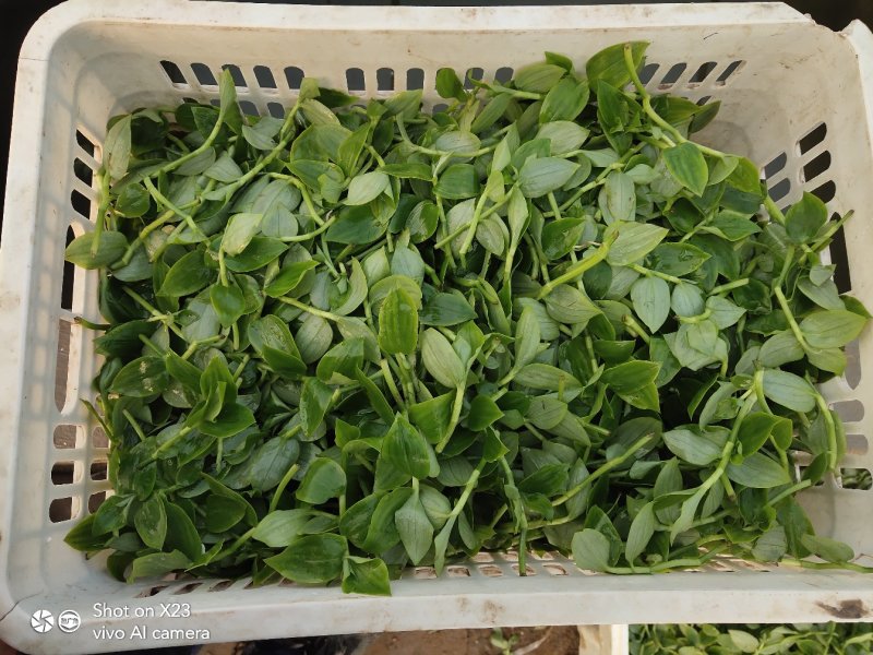 新鲜石斛苗特色菜精品菜石斛菜西餐凉拌盘饰食材基地批发配送