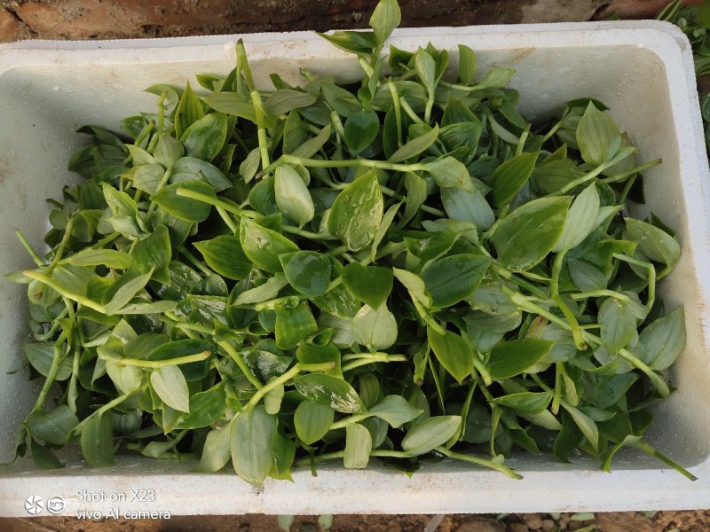 新鲜石斛苗特色菜精品菜石斛菜西餐凉拌盘饰食材基地批发配送