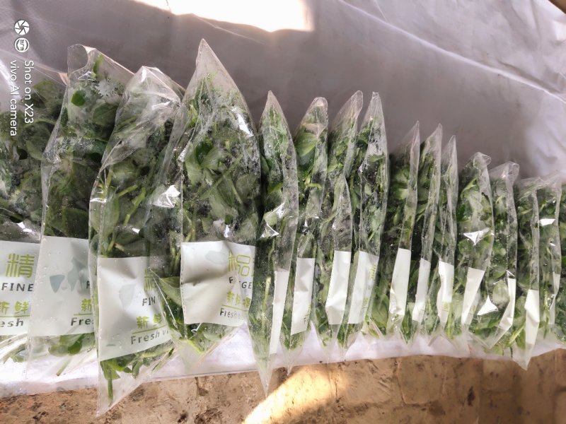新鲜石斛苗特色菜精品菜石斛菜西餐凉拌盘饰食材基地批发配送