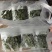 新鲜石斛苗特色菜精品菜石斛菜西餐凉拌盘饰食材基地批发配送