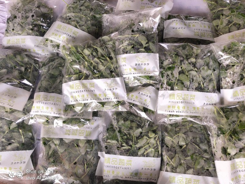 新鲜石斛苗特色菜精品菜石斛菜西餐凉拌盘饰食材基地批发配送