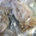 2AAAA优质烧烤鱿鱼芥末鱿鱼广东鱿鱼可以零售
