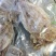 2AAAA优质烧烤鱿鱼芥末鱿鱼广东鱿鱼可以零售