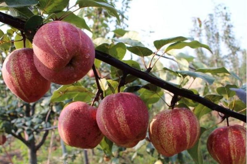 红梨苗皇冠梨苗适合南北种植包品种