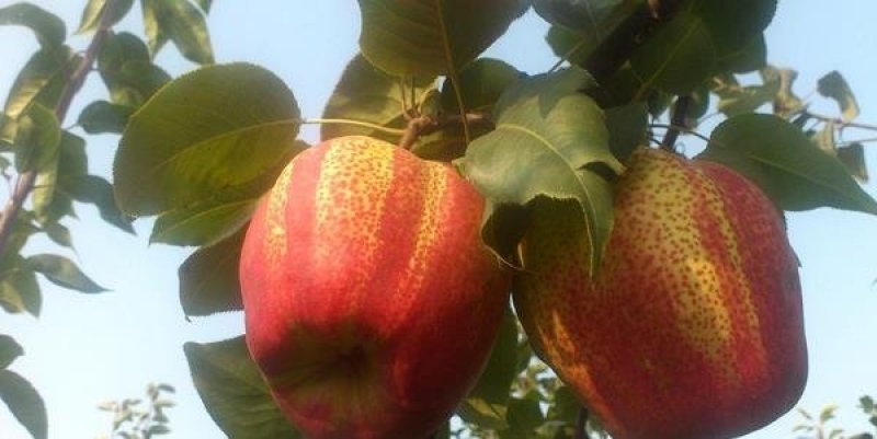 红梨苗皇冠梨苗适合南北种植包品种