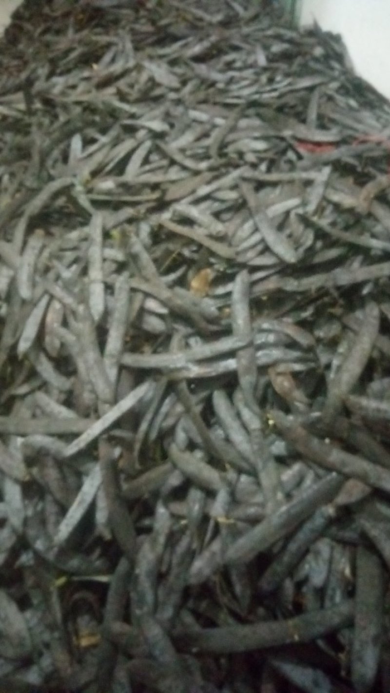 皂荚