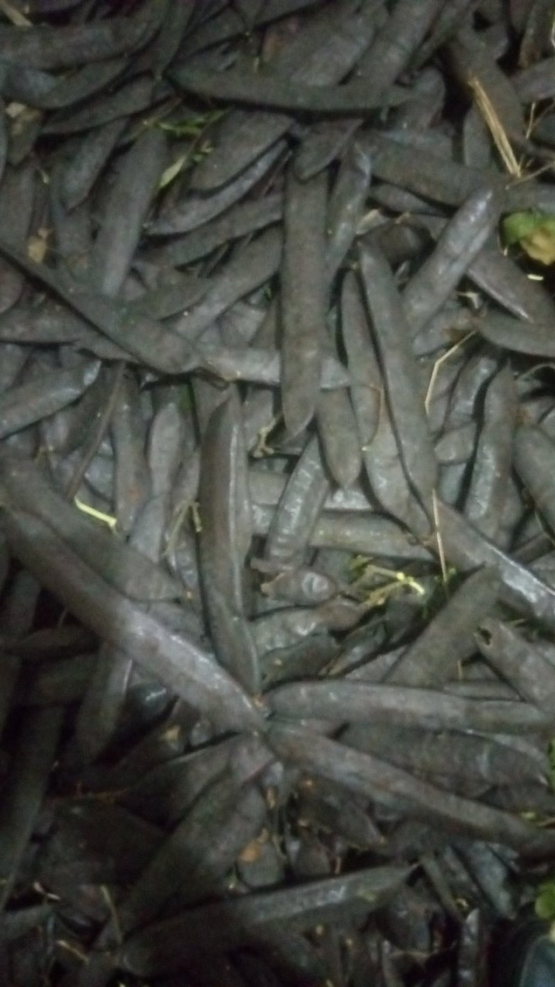 皂荚