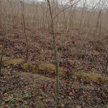 南京地区精品榉树3-15公分，江苏榉树基地，苗圃定植榉树