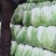 黄心白菜精品白菜大量上市产地直供对接商超市场可全国发货诚