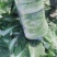 黄心白菜精品白菜大量上市产地直供对接商超市场可全国发货诚