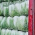 黄心白菜精品白菜大量上市产地直供对接商超市场可全国发货诚