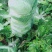 黄心白菜精品白菜大量上市产地直供对接商超市场可全国发货诚