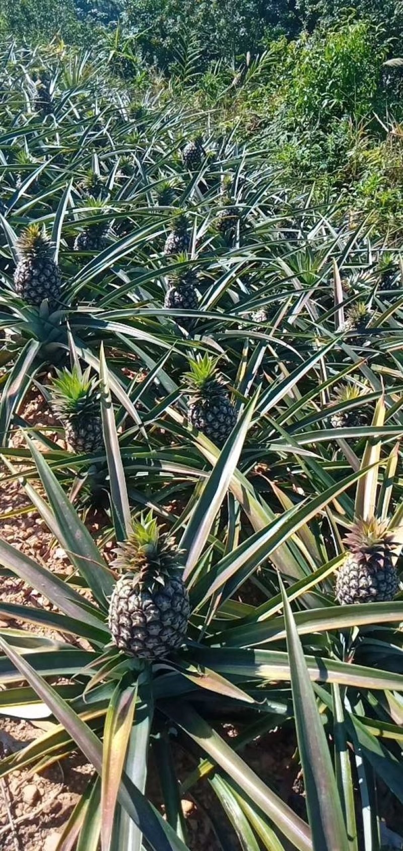 凤梨